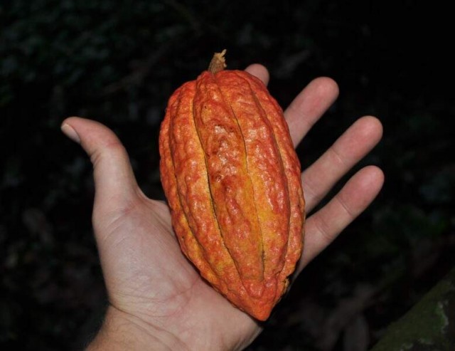 Валюта мая – плід какао-дерева 